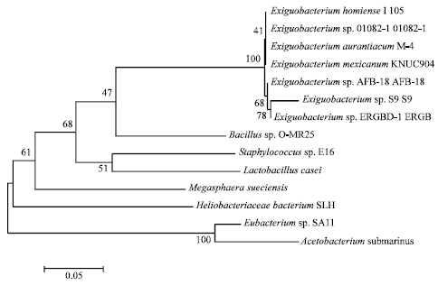 Image for - Isolation and Characterization of Exopolysaccharide Producing Bacteria from Pak Bay (Mandapam)