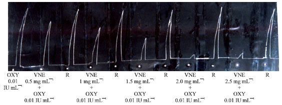 Image for - Anti-inflammatory Activity and Mechanism of Action of Vitex negundo Linn