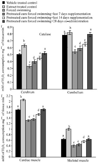 Image for - Protective Response of Methanolic Extract of Ocimum sanctum,Withania somnifera and Zingiber officinalis on Swimming-Induced Oxidative Damage on Cardiac, Skeletal and Brain Tissues in Male Rat: a Duration Dependent Study