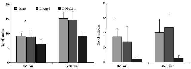 Image for - Effect of L-NAME/L-Arginine Microinjection into Nucleus Accumbens Shell on Morphine Withdrawal Signs in Male Rats