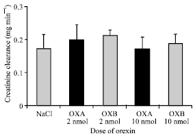 Image for - Effects of Orexin-A and Orexin-B on Renal Sodium Handling