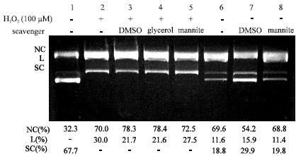 Image for - Effects of Quercetin on DNA Damage Induced by Copper Ion