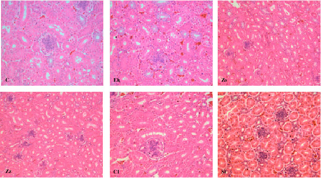Image for - Acute Toxicity Study and Phytochemical Screening of Selected Herbal Aqueous Extract in Broiler Chickens