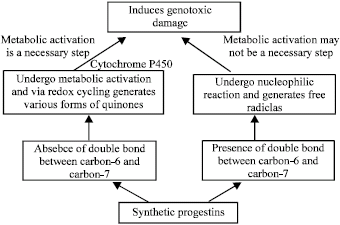 Image for - A Review on the Genotoxic Effects of Some Synthetic Progestins