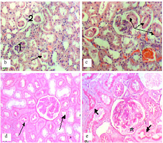 Image for - Preclinical Evaluation of PM 701 in Experimental Animals