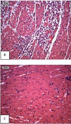 Image for - Chronic Administration of Tribulus terrestris Linn. Extract Improves Cardiac Function and Attenuates Myocardial Infarction in Rats