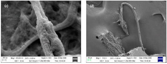 Image for - Spermicidal Action of Styrene Maleic Anhydride Polyelectrolyte in Combination with Magnetic and Electrically Conductive Particles