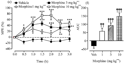 Image for - Anti-Nociceptive Effects and the Mechanism of Palisota hirsuta K. Schum. Leaf Extract in Murine Models