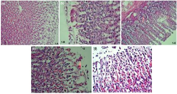 Image for - Gastroprotective Effect Of Cyperus rotundus Extract against Gastric  Mucosal Injury Induced by Ischemia and Reperfusion in Rats