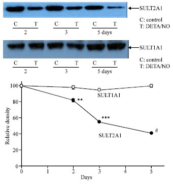 Image for - Human Hydroxysteroid Sulfotransferase 2A1 is Down Regulated by Nitric Oxide in Human Hep G2 Cells