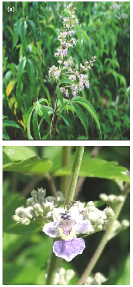 Image for - Hepatoprotective Activity on Vitex negundo Linn. (Verbenaceae) by using Wistar Albino Rats in Ibuprofen Induced Model