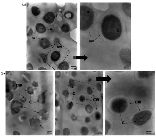 Image for - Antibacterial Effect of Component of Terminalia muelleri Benth. against Staphylococcus aureus
