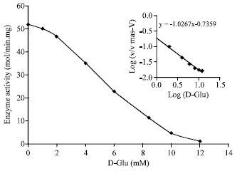 Image for - Hypoglycemic Effects of D-glutamic Acid in Diabetic Rats