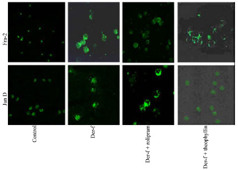 Image for - Rolipram Inhibits Phosphorylation and Activation of ERK/MAP Kinase Signalling Pathways in Allergen-activated Human Peripheral Mononuclear Cells