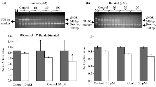 Image for - Effects of Barakol on Vascular Functions in Rats