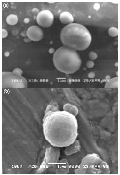 Image for - Antibacterial Effect of Component of Terminalia muelleri Benth. against Staphylococcus aureus