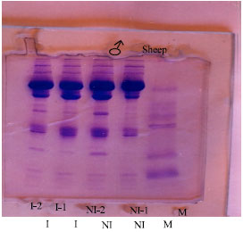 Image for - Effect of Matricaria chamomilla L. Plant Extraction on Experimental Infected Lamb with Ostertagia ostertagi Parasits