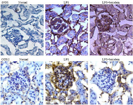Image for - Protective Effect of Baicalein Extracted from Scutellaria baicalensis against Lipopolysaccharide-Induced Glomerulonephritis in Mice