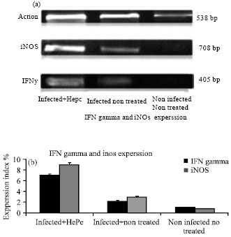 Image for - INOS and IFNγ Gene Expression in Leishmania major-Infected J774 Cells Treated With Miltefosine