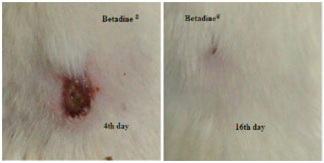 Image for - Anti-inflammatory and Wound Healing Activities of Herbal Gel Containing an Antioxidant Tamarix aphylla Leaf Extract