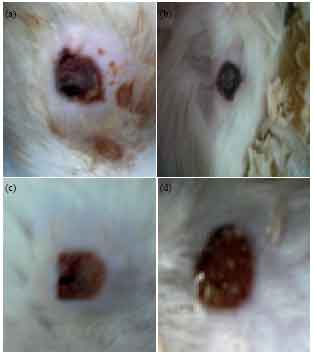 Image for - Effect of Topical Ethanol Extracts of Morinda citrofilia L. Leaves on Excisional Wound Healing