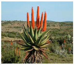 Image for - Cultivation, Phytochemical Studies, Biological Activities and Medicinal Uses of Aloe ferox, Grandfather of Aloes an Important Amazing Medicinal Plant