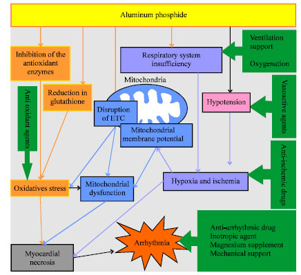 Image for - Comprehensive Review of the Mechanistic Approach and Related Therapies to Cardiovascular Effects of Aluminum Phosphide