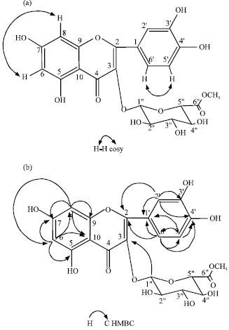 Image for - Anti-inflammatory Properties of Quercetin-3-O-β-D-glucuronide-methyl Ester from Polygonum perfoliatum in Mice