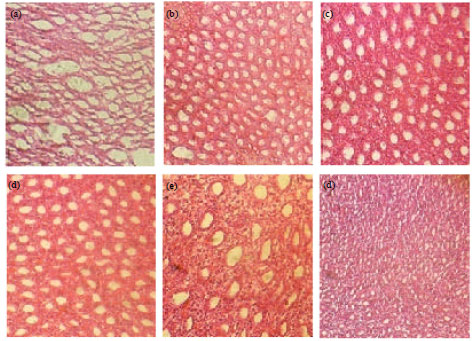 Image for - Study of Kidney Repair Mechanisms of Corn Silk (Zea mays L. Hair)-Binahong (Anredera cordifolia (Ten.) Steenis) Leaves Combination in Rat Model of Kidney Failure