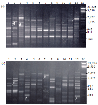 Image for - Genetic Diversity Analysis in the Genus Aloe vera (L.) Using RAPD  and ISSR Markers