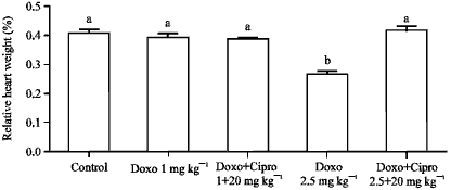 Image for - Cardiac Troponin-I (cTnI) a Biomarker of Cardiac Injuries Induced by Doxorubicin Alone and in Combination with Ciprofloxacin, Following Acute and Chronic Dose Protocol in Sprague Dawley Rats
