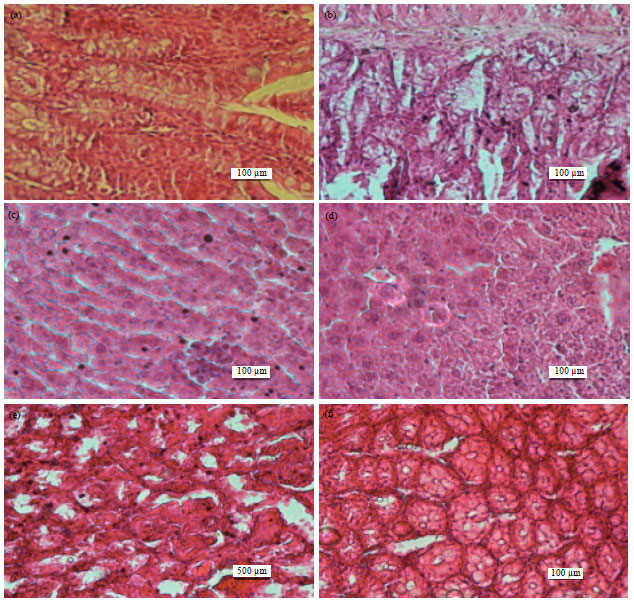 Image for - In vivo Antitumoral Effect of Diffractaic Acid from Lichen Metabolites on Swiss Albino Mice with Ehrlich Ascites Carcinoma: An Experimental Study