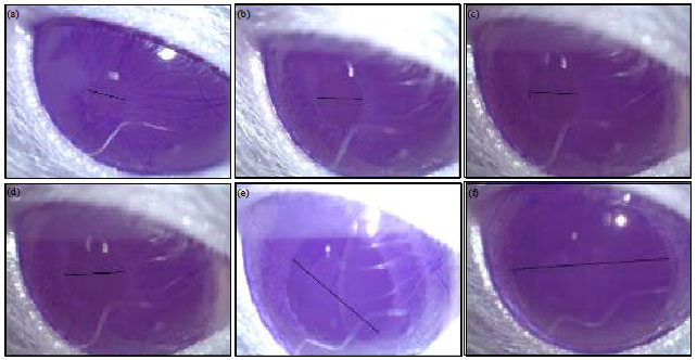 Image for - Effect of the Reference Imidazoline Drugs, Clonidine and Rilmenidine, on  Rat Eye Pupil Size Confirms the Decisive Role of α2-Adrenoceptors on  Mydriasis