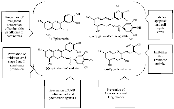 Image for - Perspective Studies on Novel Anticancer Drugs from Natural Origin:A Comprehensive Review