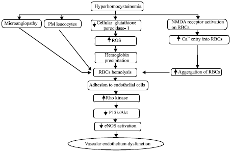 Image for - Homocysteine Excess and Vascular Endothelium Dysfunction: Delineating the Pathobiological Mechanisms