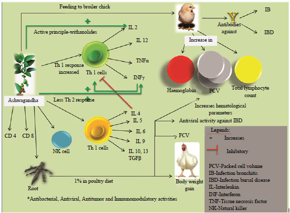 Image for - Multiple Beneficial Applications and Modes of Action of Herbs in Poultry Health and Production-A Review