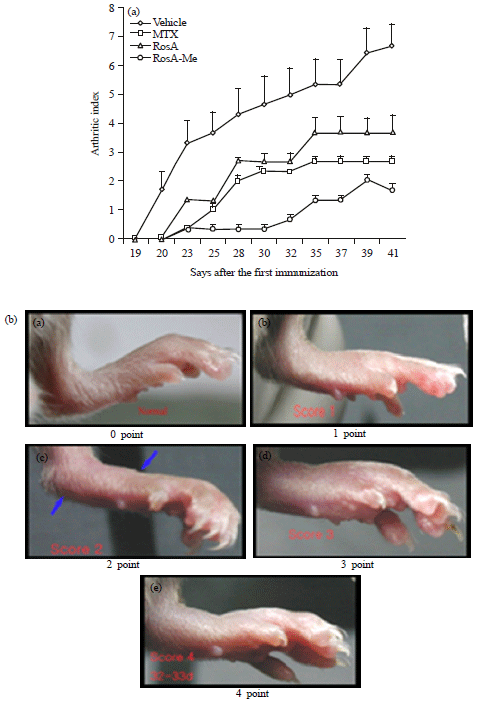 Image for - Development of the Potent Anti-Rheumatoid Arthritis Compound Derived from Rosmarinic Acid and the Evaluation of the Activity in Collagen-Induced Arthritis Mouse Model
