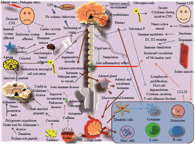 Image for - Neuroimmunomodulation Countering Various Diseases, Disorders, Infections, Stress and Aging
