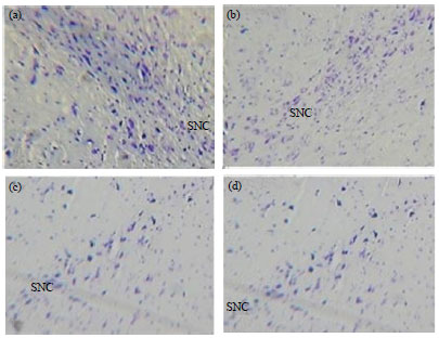 Image for - Protective Effects of Water Extract of Propolis on Dopaminergic Neurons, Brain  Derived Neurotrophic Factor and Stress Oxidative Factors in the Rat Model of  Parkinson’s Disease