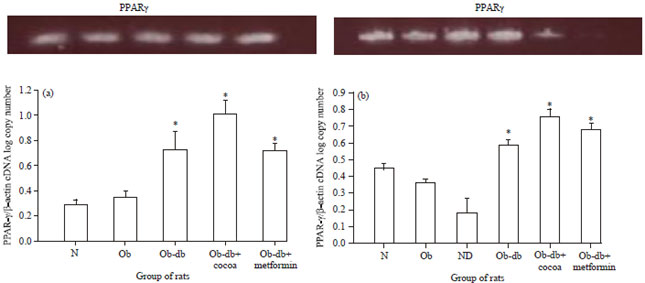 Image for - Cocoa Polyphenol-Rich Extract Enhances the Expression Levels of PPAR-γ  in the Skeletal Muscle and Adipose Tissue of Obese-Diabetic Rats Fed a High-Fat  Diet