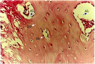 Image for - Chenopodium ambroisioides in the Repair of Fractures in Rabbits