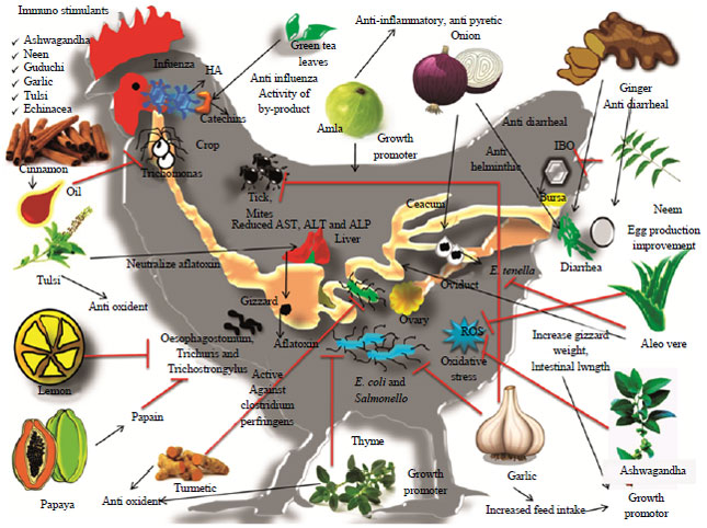 Image for - Multiple Beneficial Applications and Modes of Action of Herbs in Poultry Health and Production-A Review