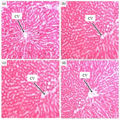 Image for - Antioxidant Properties of Citrus macroptera Fruit and Its in vivo Effects on the Liver, Kidney and Pancreas in Wistar Rats