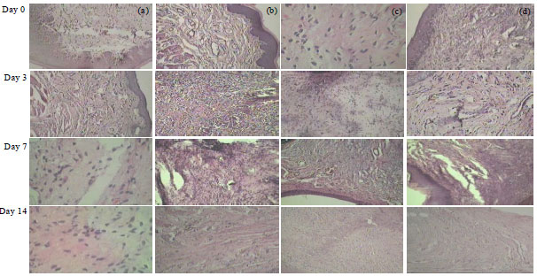 Image for - Effect of Topical Rambutan Honey Pharmaceutical Grade on Oral Mucosa Wound Healing Based on Tissue Wound Closure and Fibroblasts Proliferation in vivo