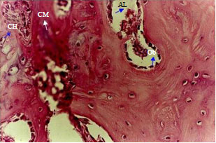 Image for - Chenopodium ambroisioides in the Repair of Fractures in Rabbits