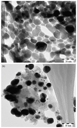 Image for - Antibacterial Activity of Biogenic Silver Nanoparticles Produced by Aspergillus terreus