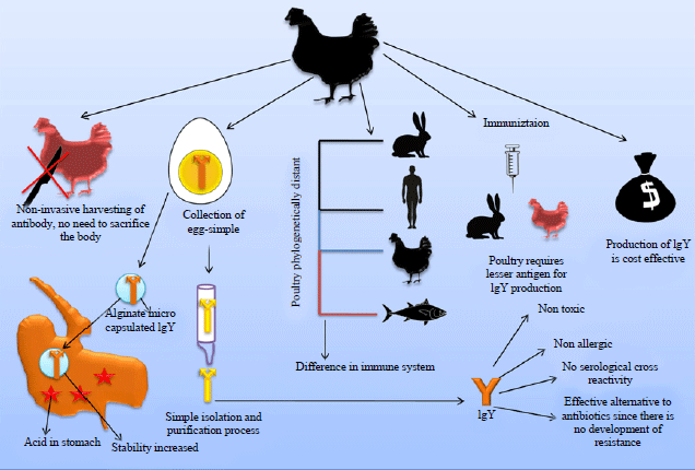 Image for - Avian Egg Yolk Antibodies (IgY) and their Potential Therapeutic
Applications for Countering Infectious Diseases of Fish and
Aquatic Animals
