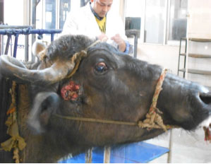 Image for - Methicillin Resistant Staphylococcus aureus Isolated from Wounds of Livestock and Companion Animals of Uttar Pradesh India: A Preliminary Study