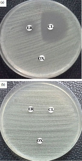 Image for - Combination Effect Between 2, 4-Di-tert-butylphenol Produced by Streptomyces sp. KB1 TISTR 2304 and Vancomycin Against Methicillin-resistant Staphylococcus aureus (MRSA)