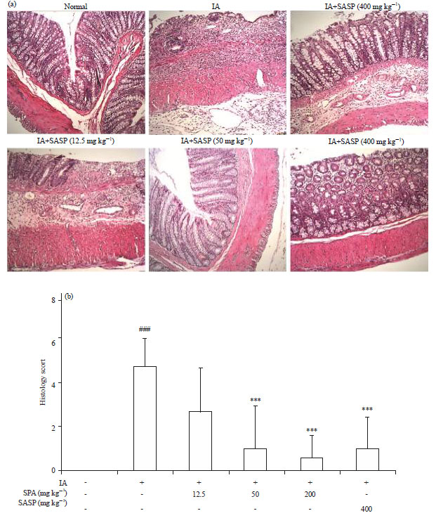 Image for - Siegesbeckia pubescens Attenuates Iodoacetamide-induced Colitis in Rats